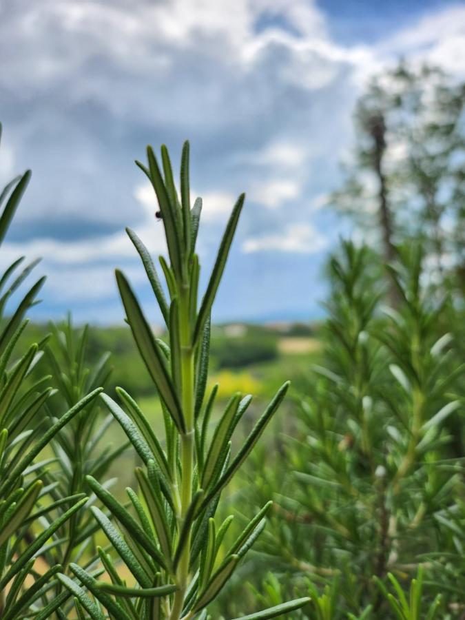 Il Giuggiolo - La Collina Della Quiete Bed and Breakfast Certaldo Εξωτερικό φωτογραφία